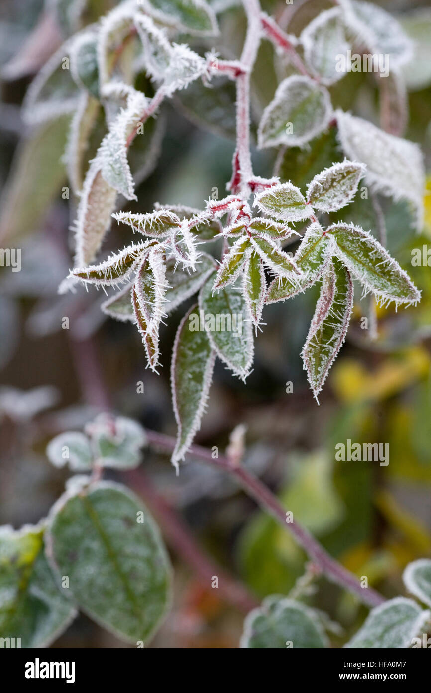Frost covered plants Stock Photo Alamy