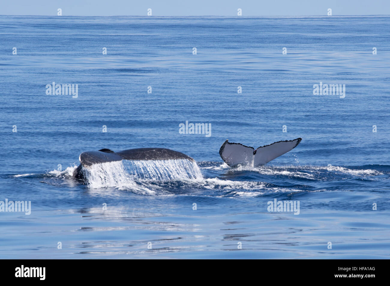 Humpback Whales off the coast of Ningaloo reef, Western Australia Stock Photo