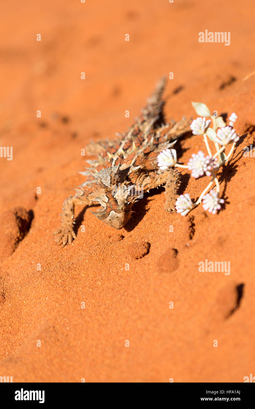 Thorny Devil, Western Australia Stock Photo