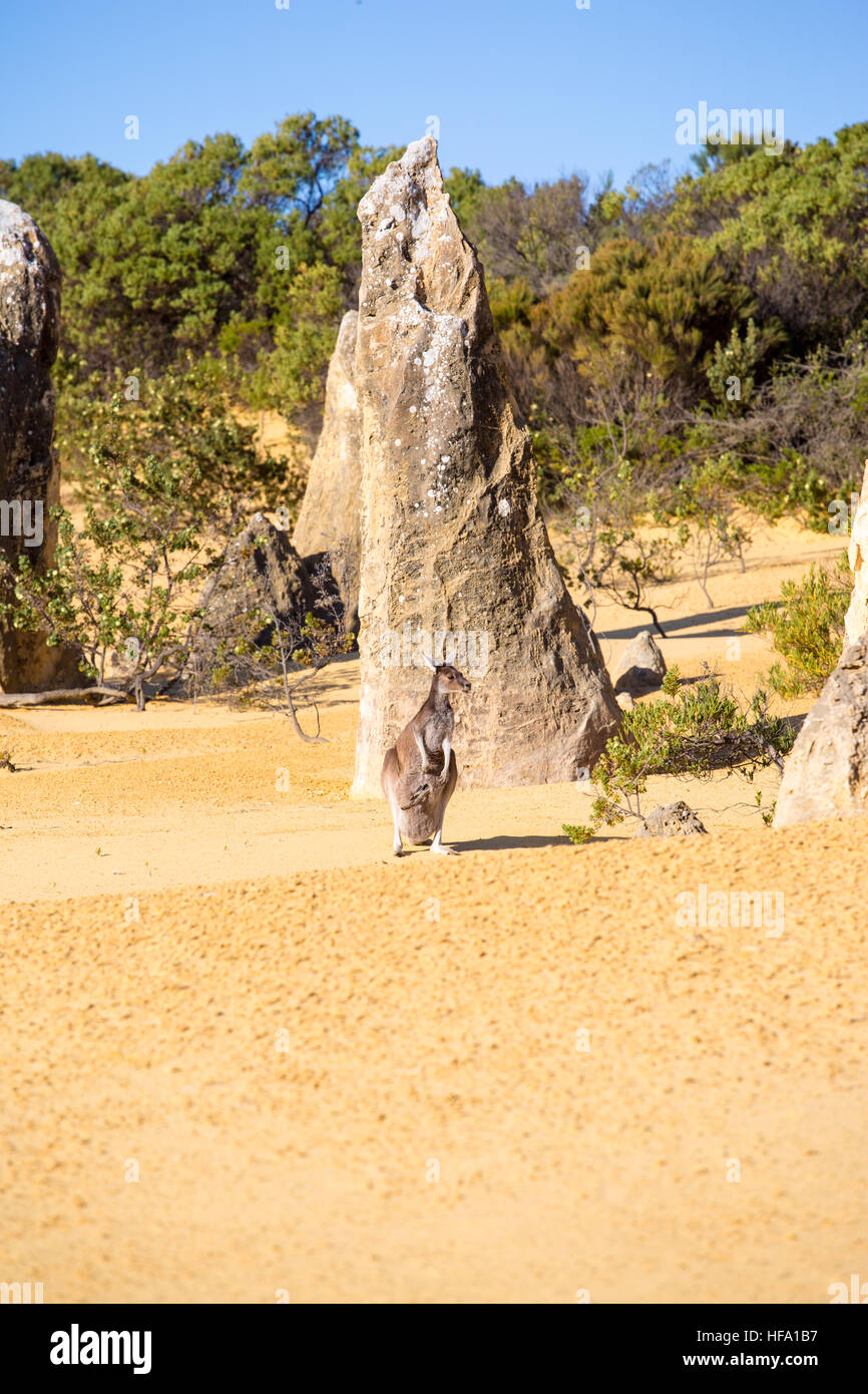 Kangaroo at the Pinnacles desert, Western Australia Stock Photo