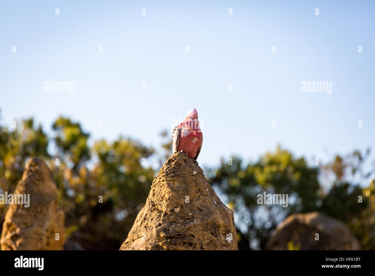 pink cockatoo, Western Australia. Pinnacles Desert Stock Photo