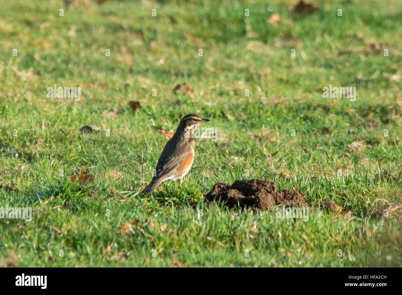 Redwing (Turdus iliacus), a winter migrant in the thrush family, feeding in a field, UK, December Stock Photo