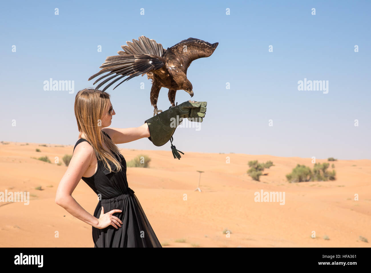 Greater spotted eagle (Clanga clanga) during a desert falconry show in Dubai, UAE. Stock Photo
