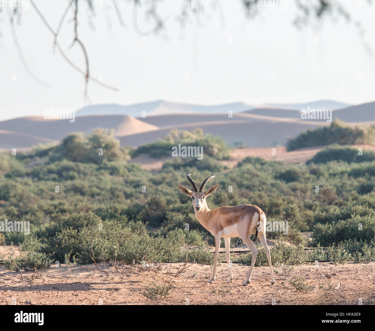 Sand gazelle in the desert. Stock Photo