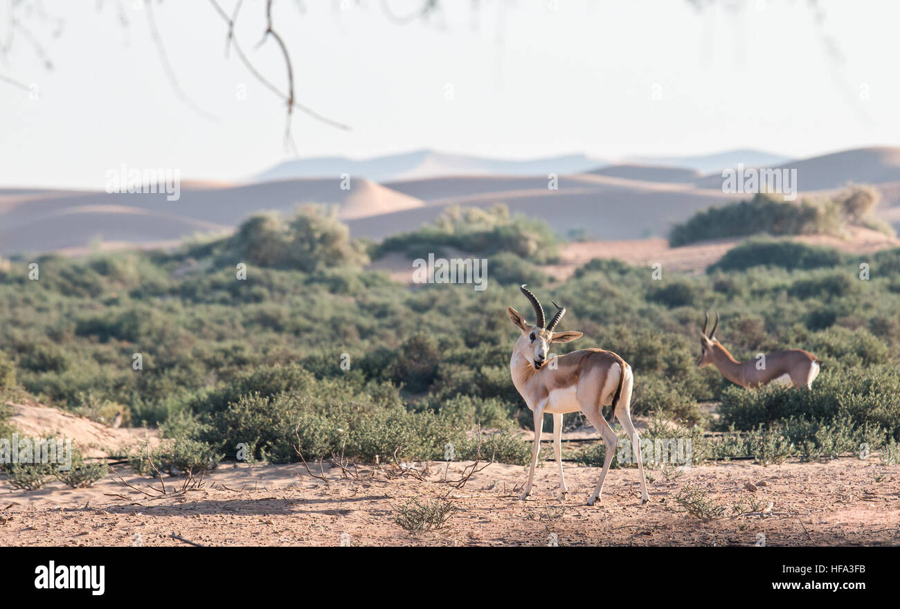 Sand gazelle in the desert. Stock Photo