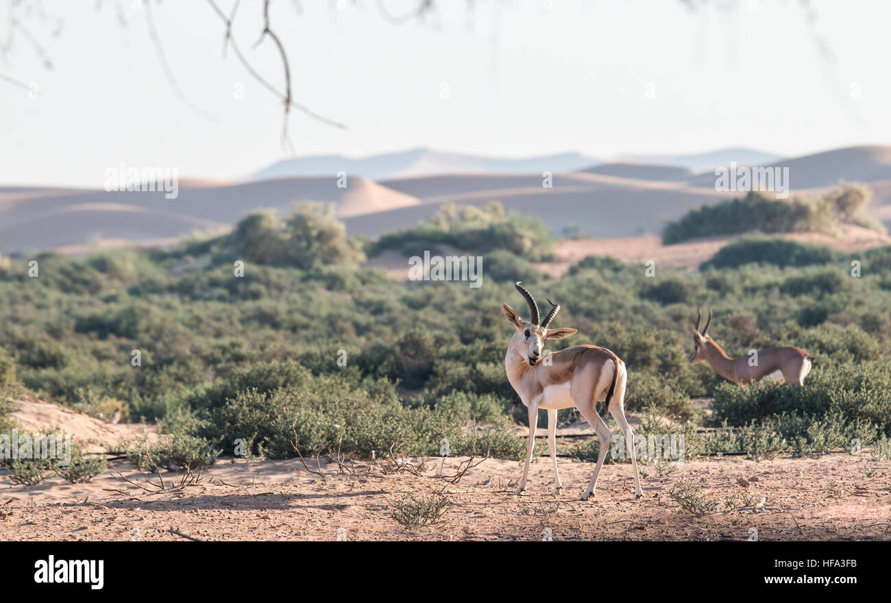 Sand gazelle in the desert Stock Photo - Alamy
