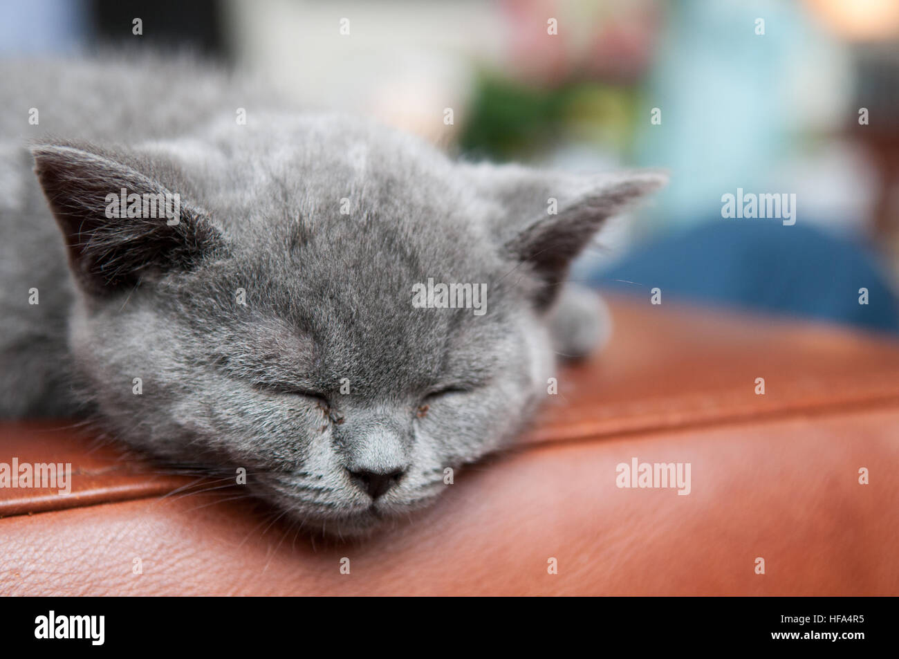 Cute kitten asleep  on the arm of a sofa. British blue shorthair Stock Photo