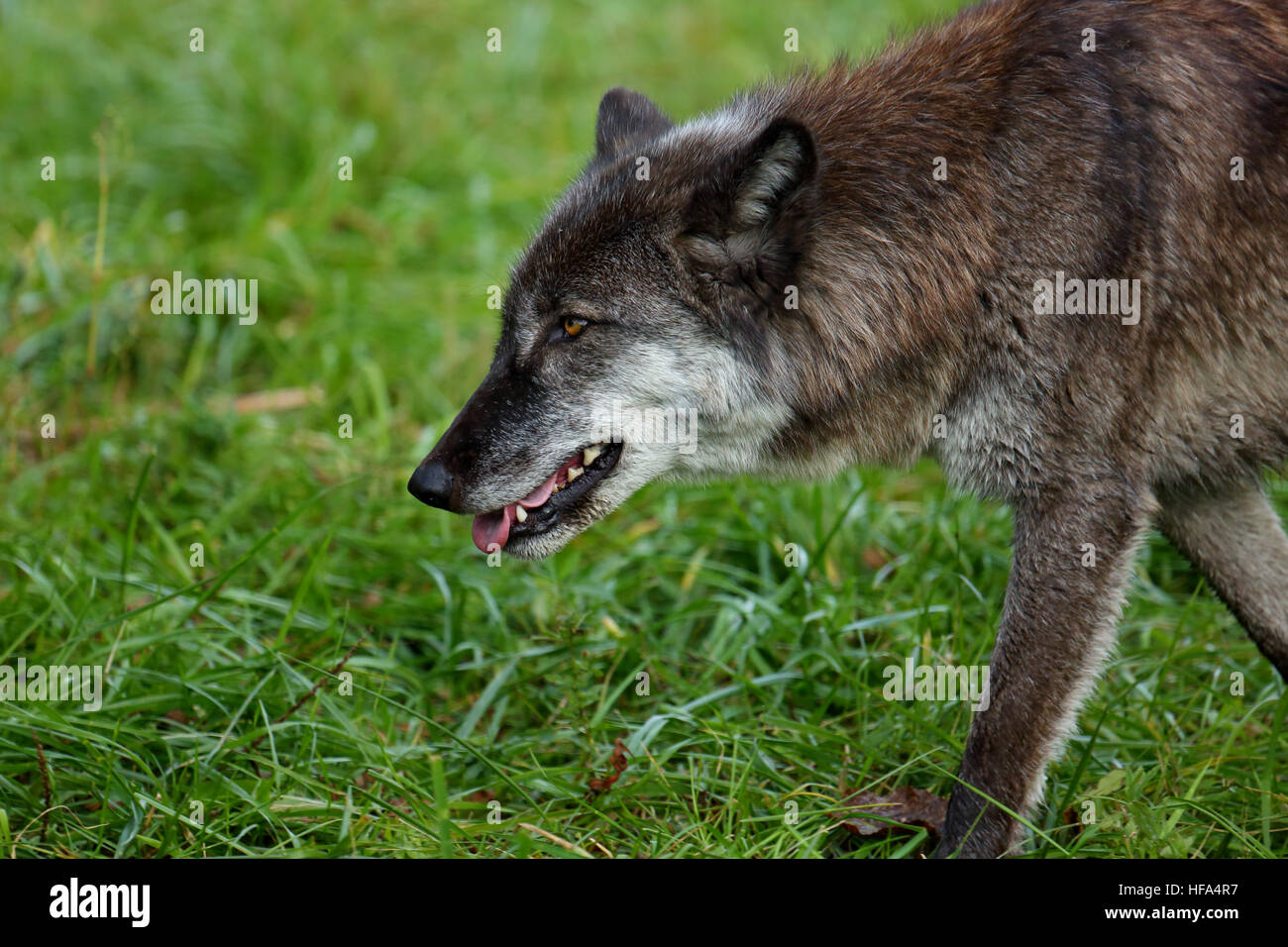 One black and grey wolf walking though grass Stock Photo