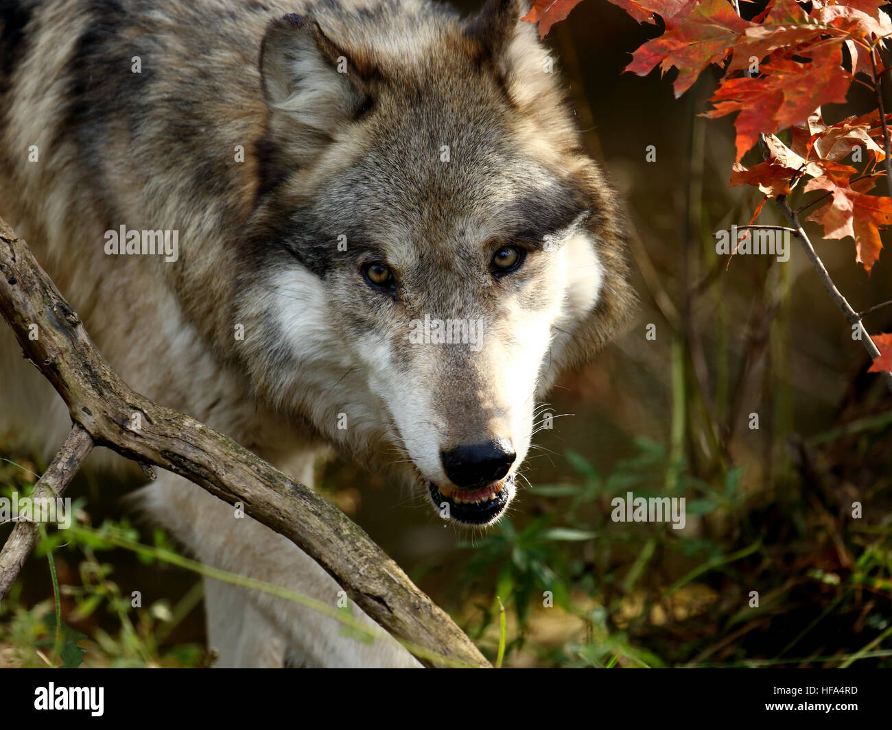 One wolf staring forward through brush Stock Photo