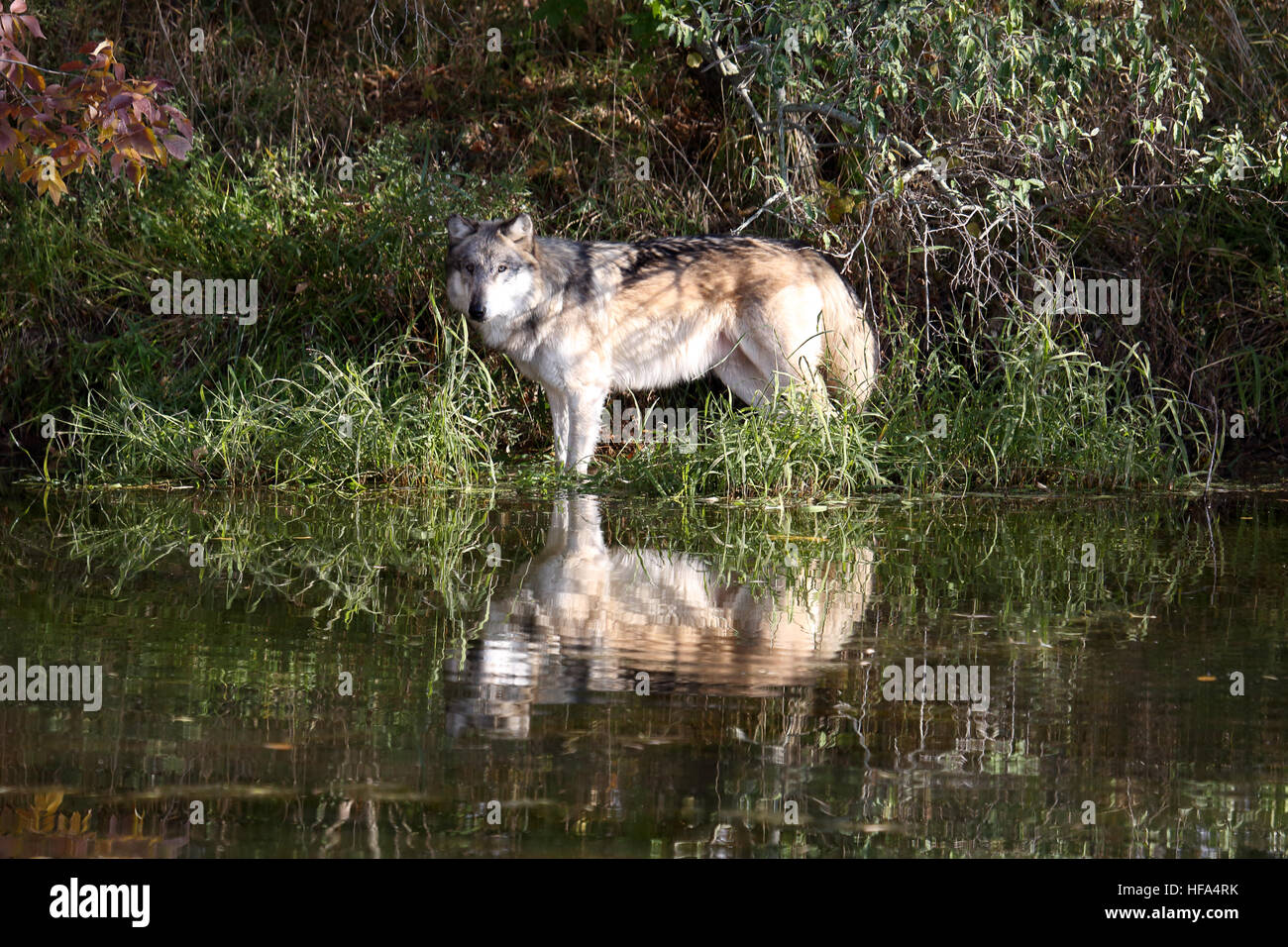 One wolf posing at waters edge with reflection Stock Photo