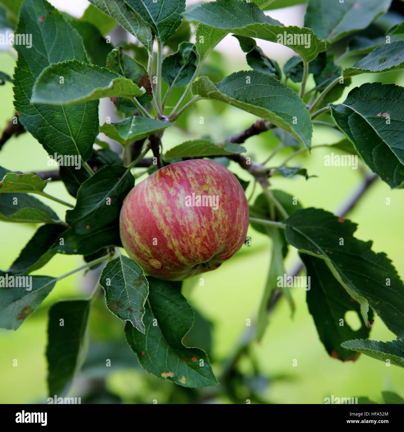One striped not quite ripe apple on a branch Stock Photo - Alamy