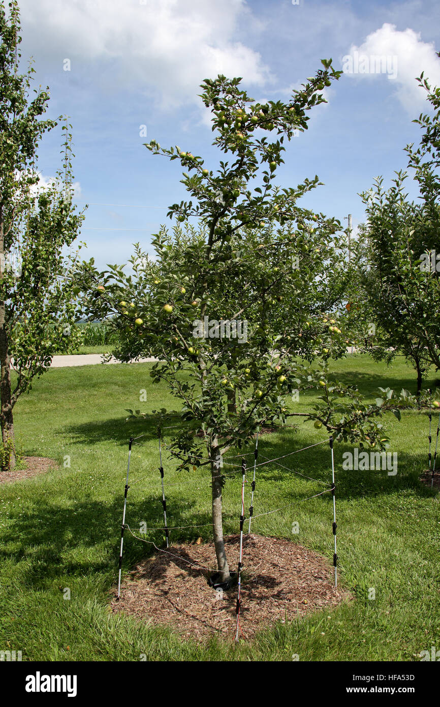 Dwarf apple tree in backyard orchard in midseason Stock Photo Alamy