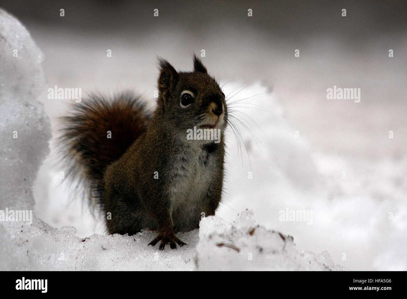 Squirrel on the watch Stock Photo