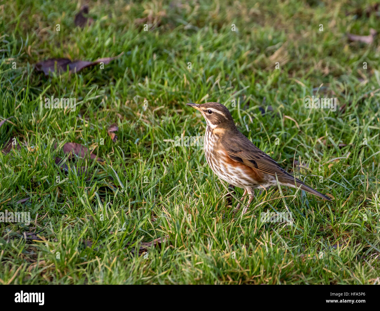 Redwing uk hires stock photography and images Alamy