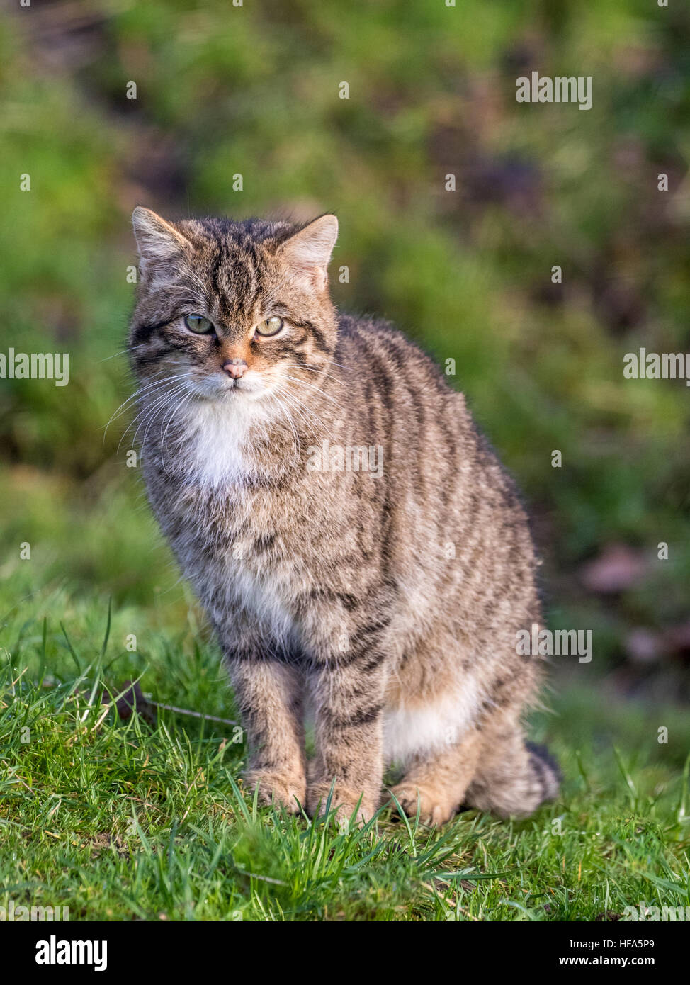 Wildcat uk hires stock photography and images Alamy