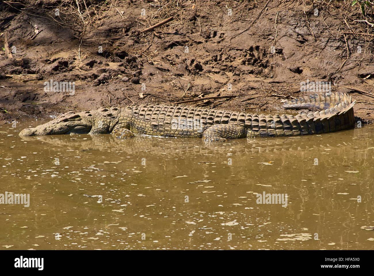 Large crocodile in low-water-level Grumeti river patiently waits for the next Wildebeest migration to arrive Stock Photo