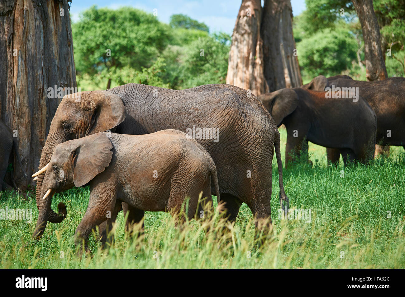 Elephant herd roaming along the Tarangire river valley in search for their large and selective food requirements Stock Photo