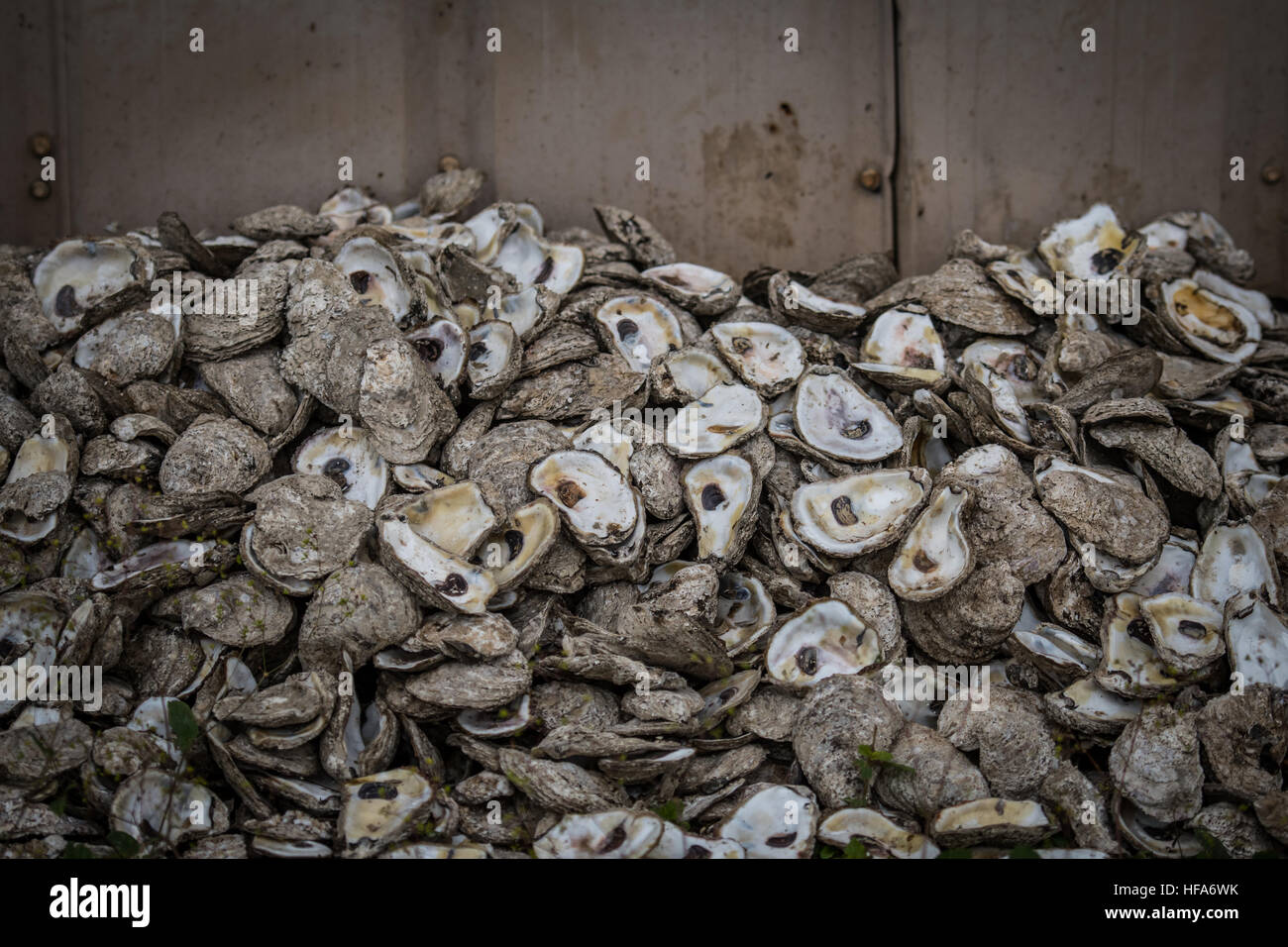 Oyster Shells Against Wall in an industrial fishing area Stock Photo