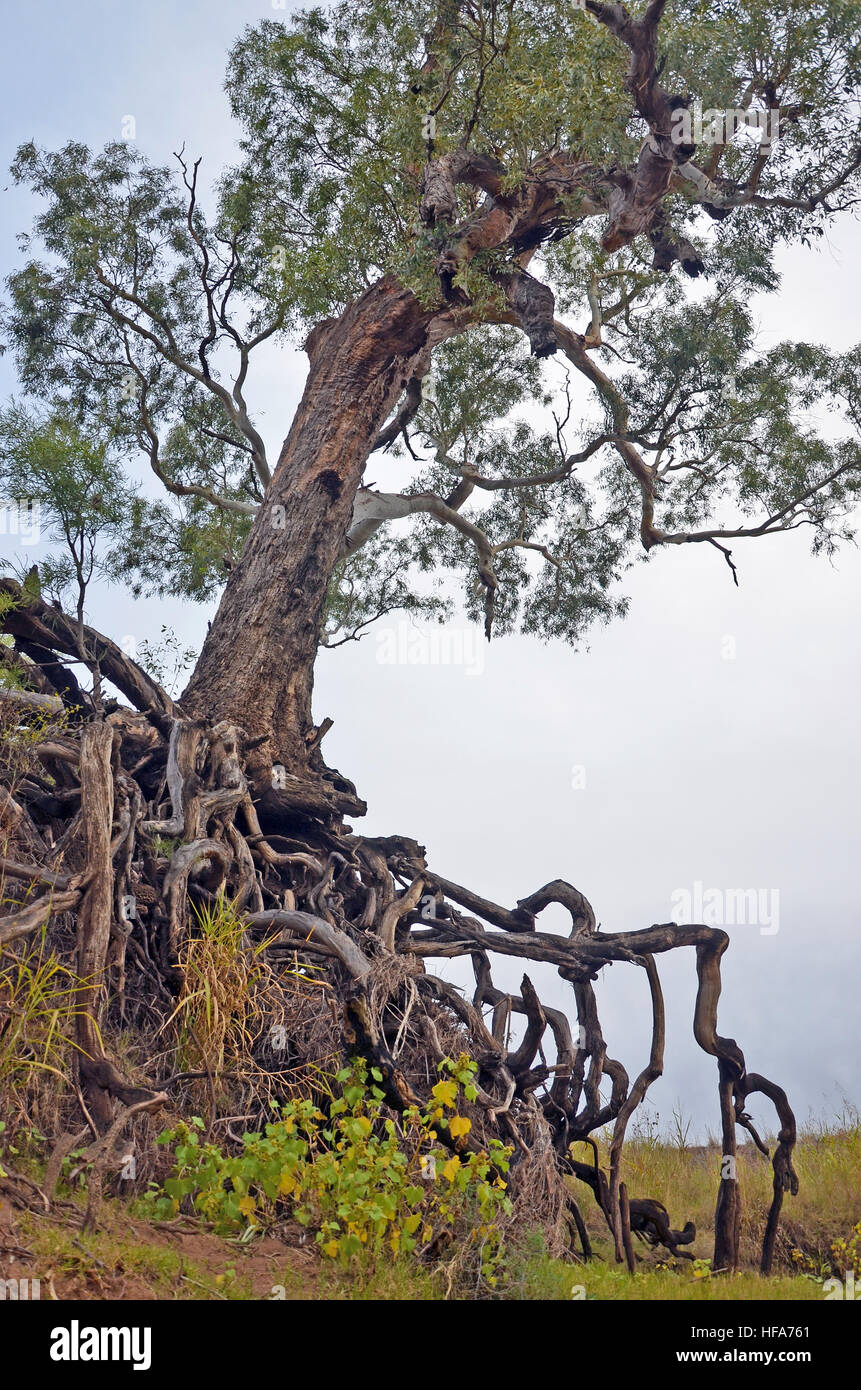 Old tree with exposed tangled roots on an eroded dry river gully in farmland, New South Wales, Australia. Stock Photo