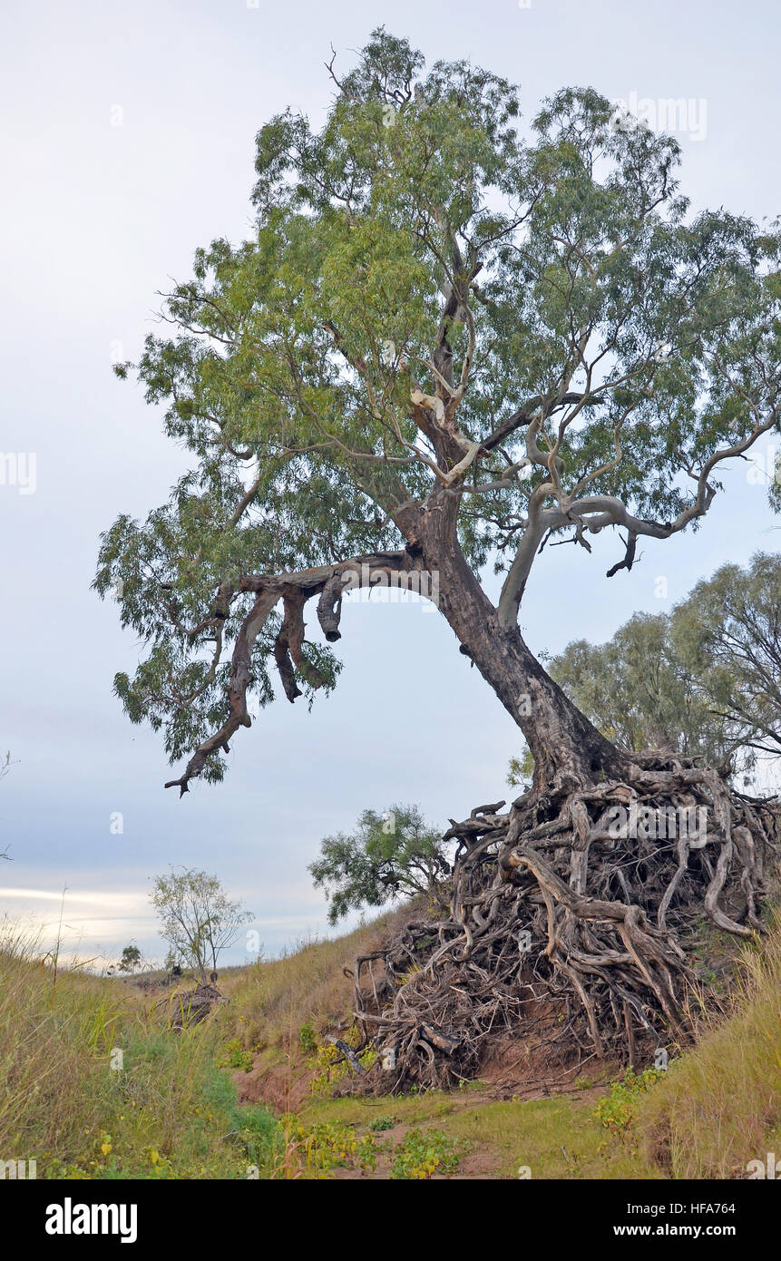 Old tree with exposed tangled roots on an eroded dry river gully in farmland, New South Wales, Australia. Stock Photo
