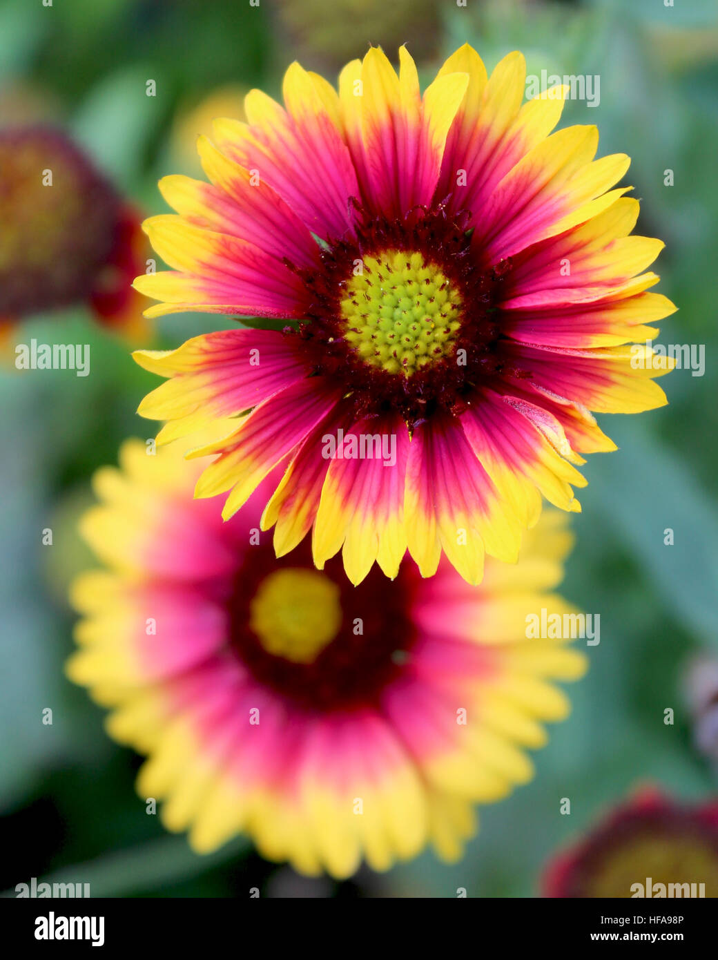 The bright yellow and red flowers of Gaillardia pulchella 'Picta' also known as Blanket Flower. Stock Photo