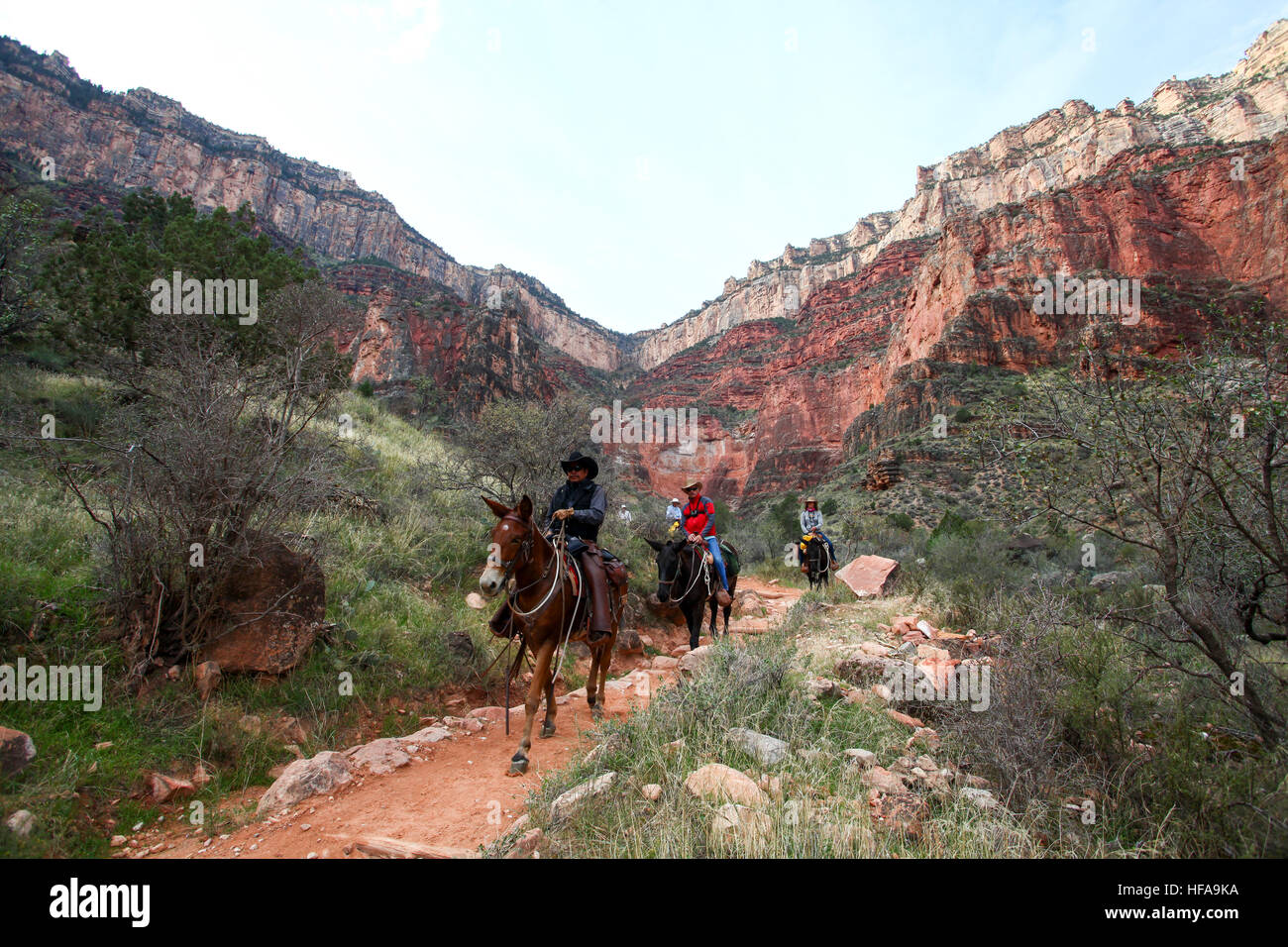 riders on mules Grand Canyon National Park, Arizona, USA Stock Photo ...