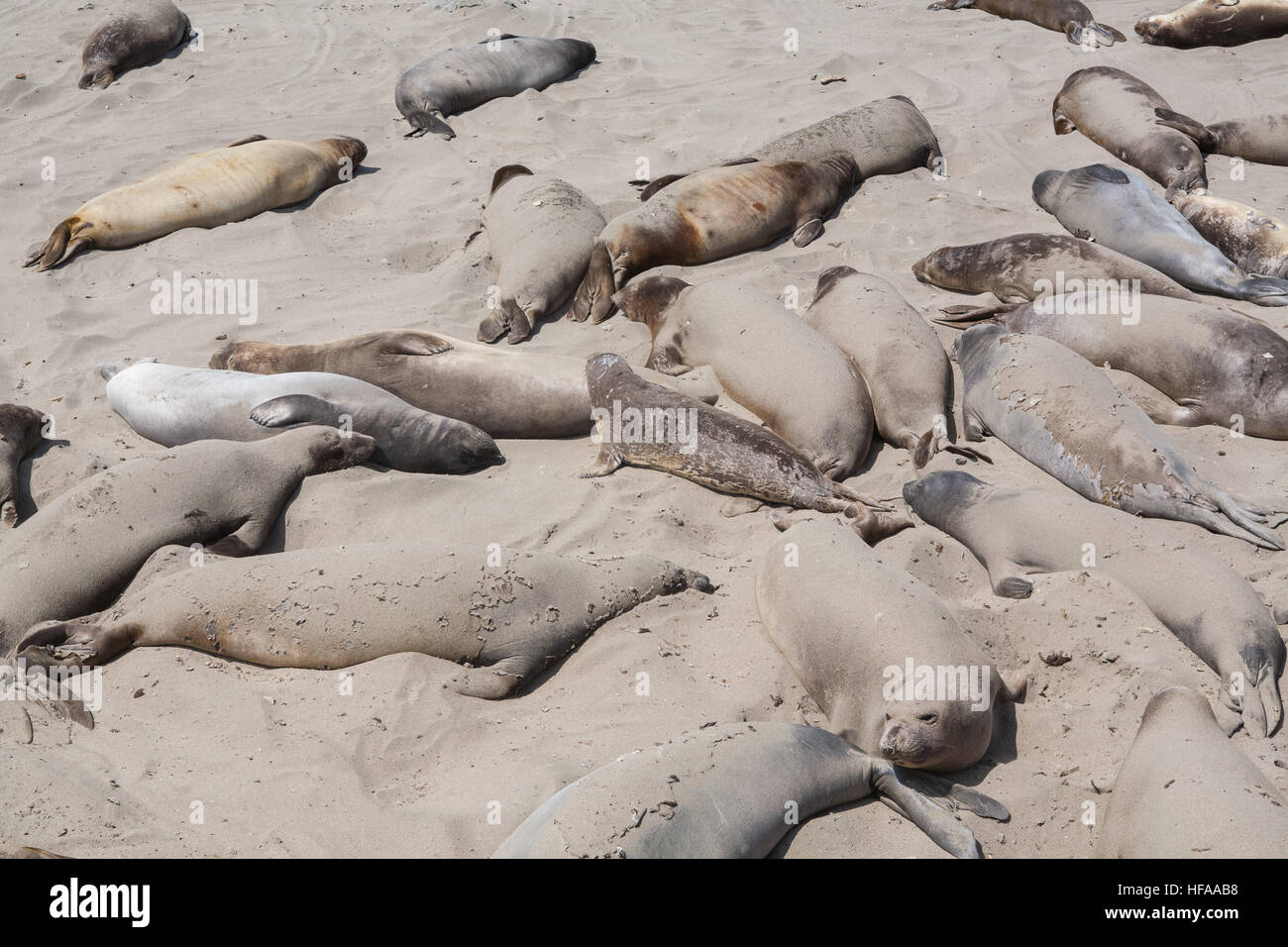 Elephant Seals molting on beach at Piedras Blancas, White Rocks