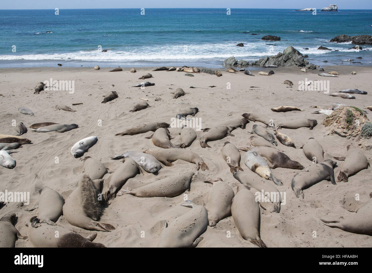 Elephant Seals molting on beach at Piedras Blancas, White Rocks