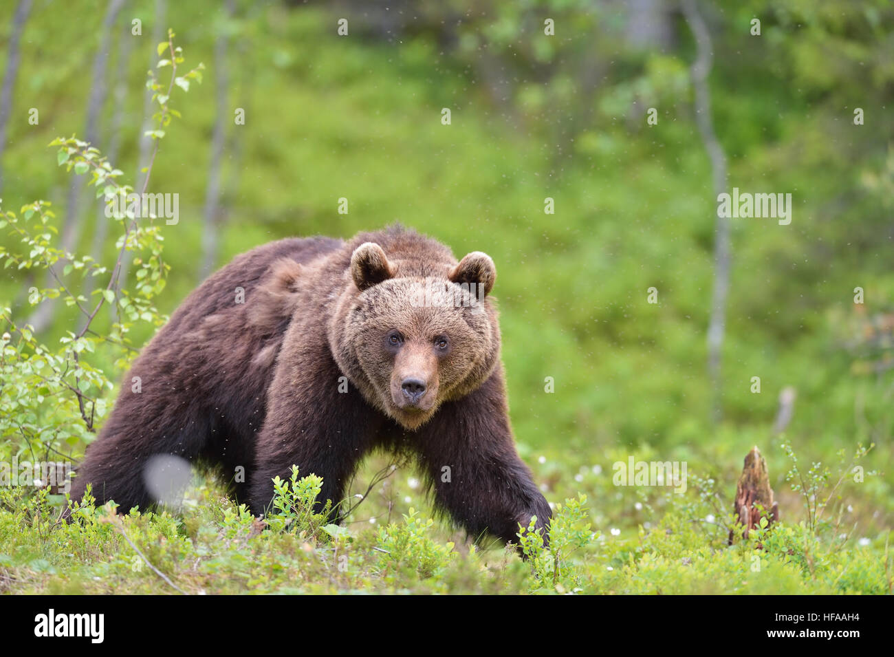 Bear walking in the taiga forest at summer Stock Photo
