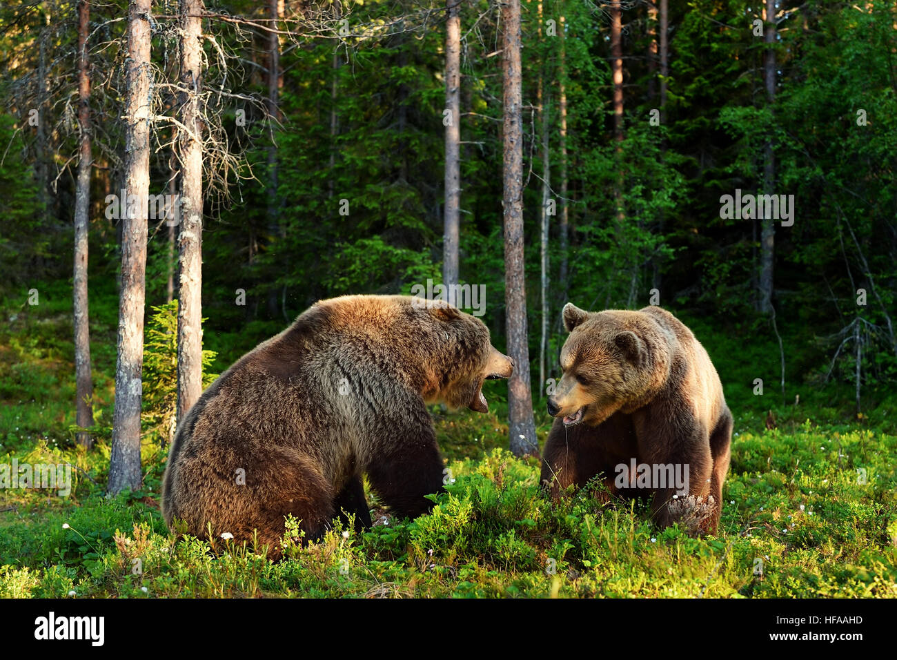 Angry bear. Aggressive bear. Bear fight. Bear aggression. Animal fight. Stock Photo