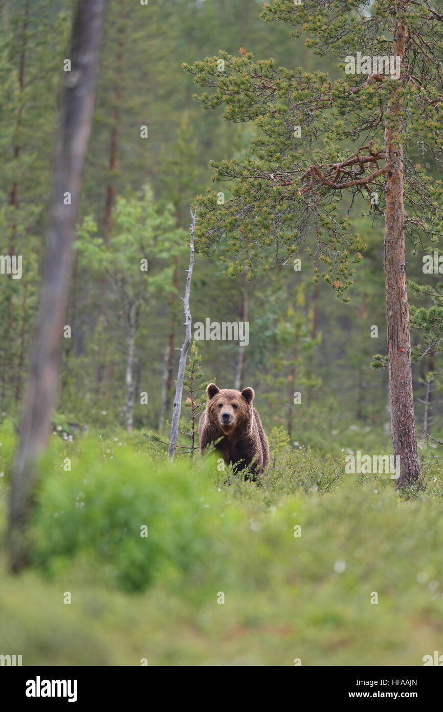 brown bear in forest Stock Photo - Alamy
