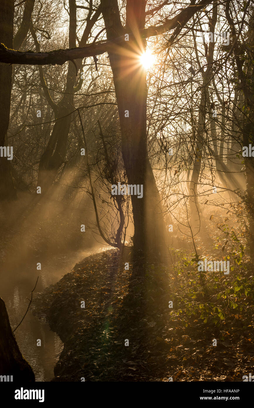Misty morning in the woods Stock Photo - Alamy