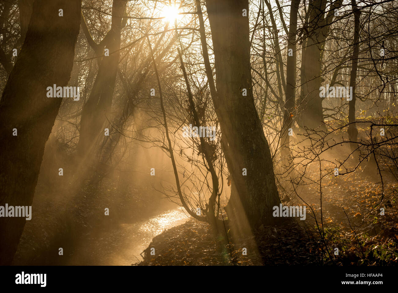 Misty morning in the woods Stock Photo - Alamy