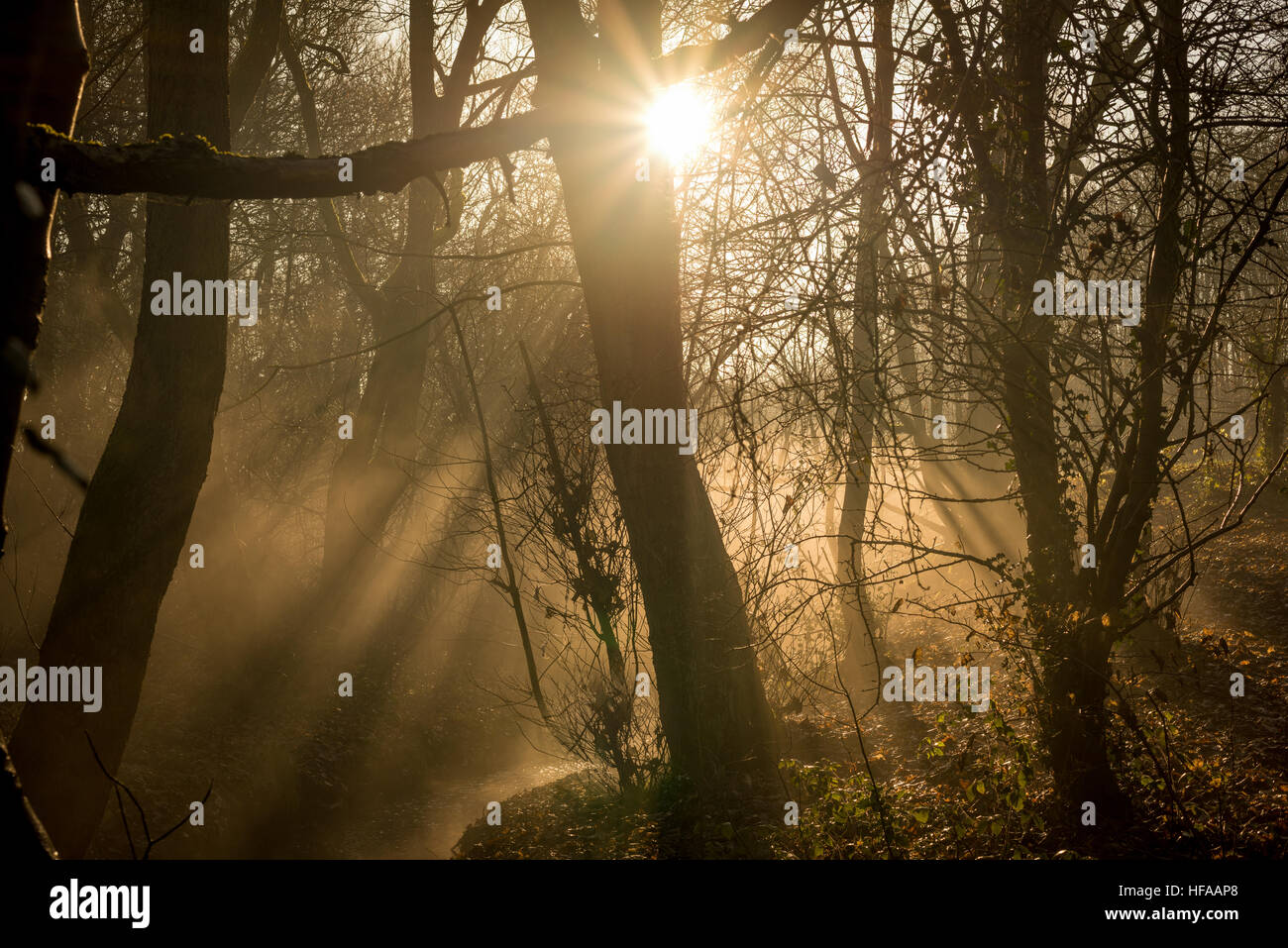 Misty morning in the woods Stock Photo - Alamy