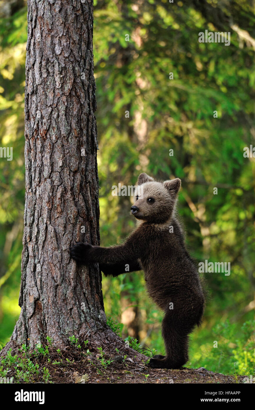 Brown bear cub standing Stock Photo