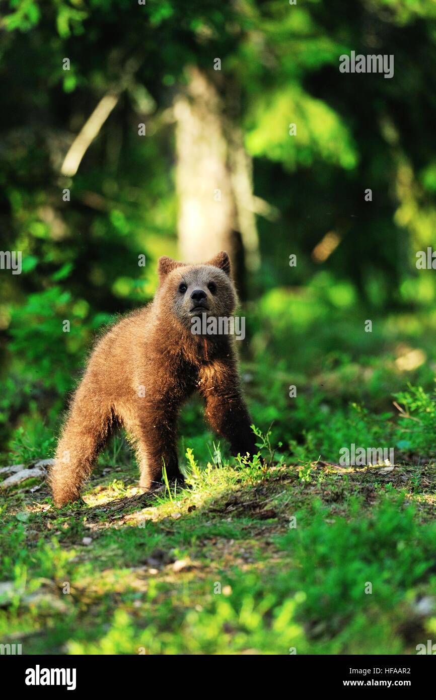 Brown bear cub in forest Stock Photo - Alamy