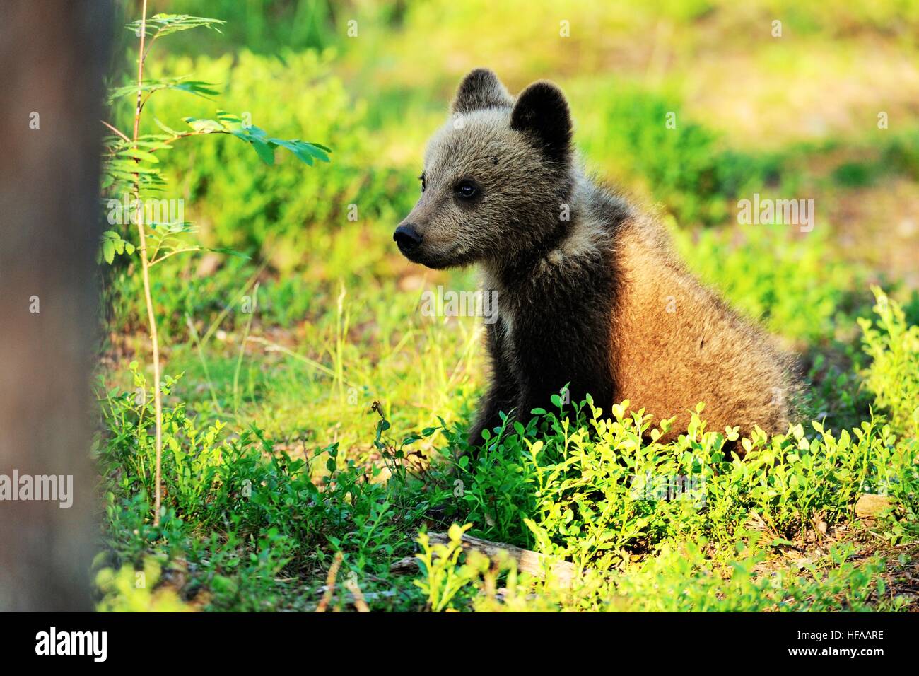 Brown bear cub in a forest Stock Photo