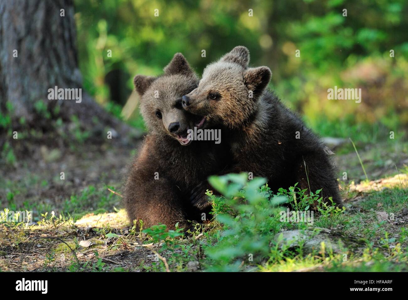 Brown bear cubs playing in the forest Stock Photo - Alamy