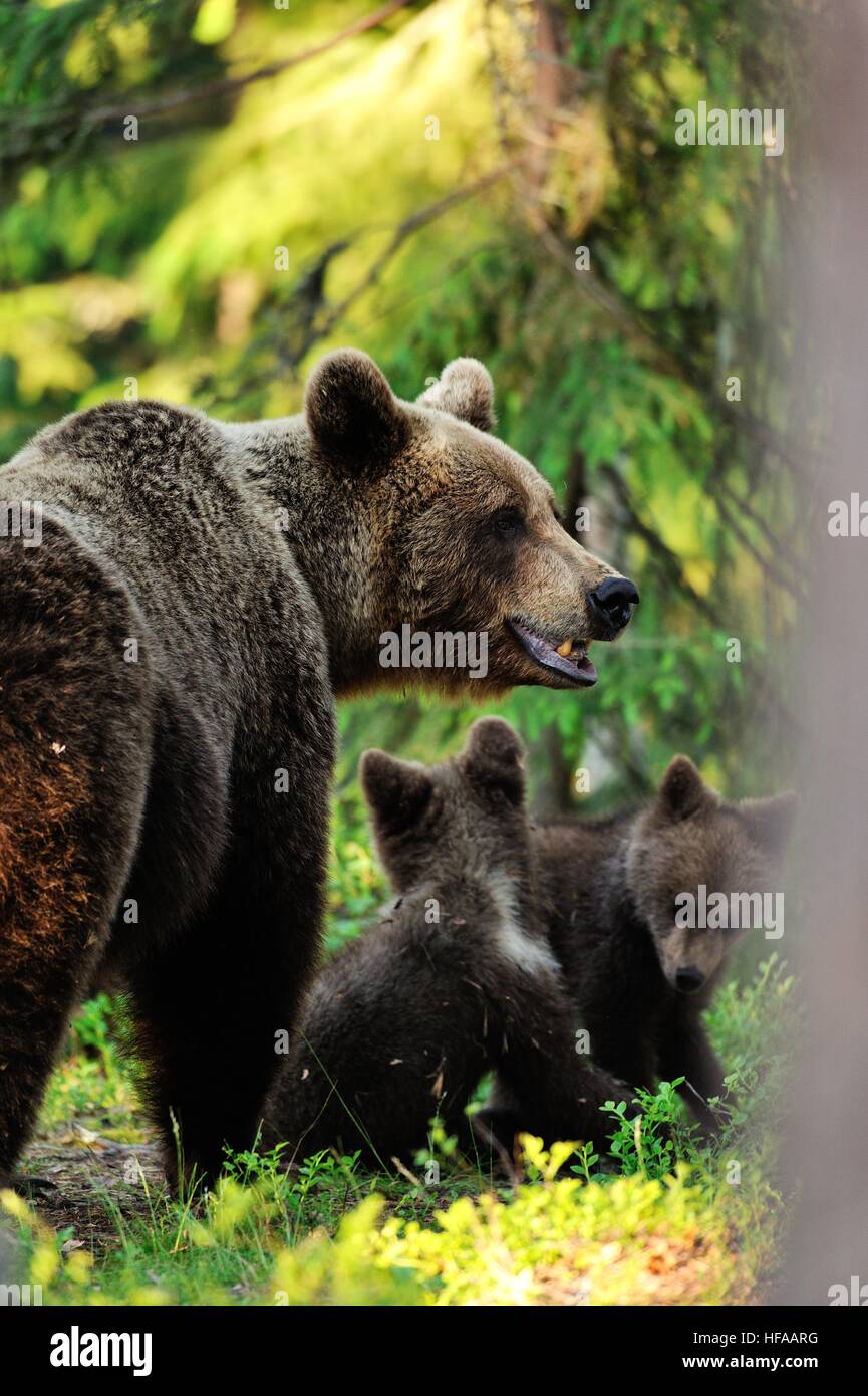 European brown bear with cubs in a forest Stock Photo - Alamy