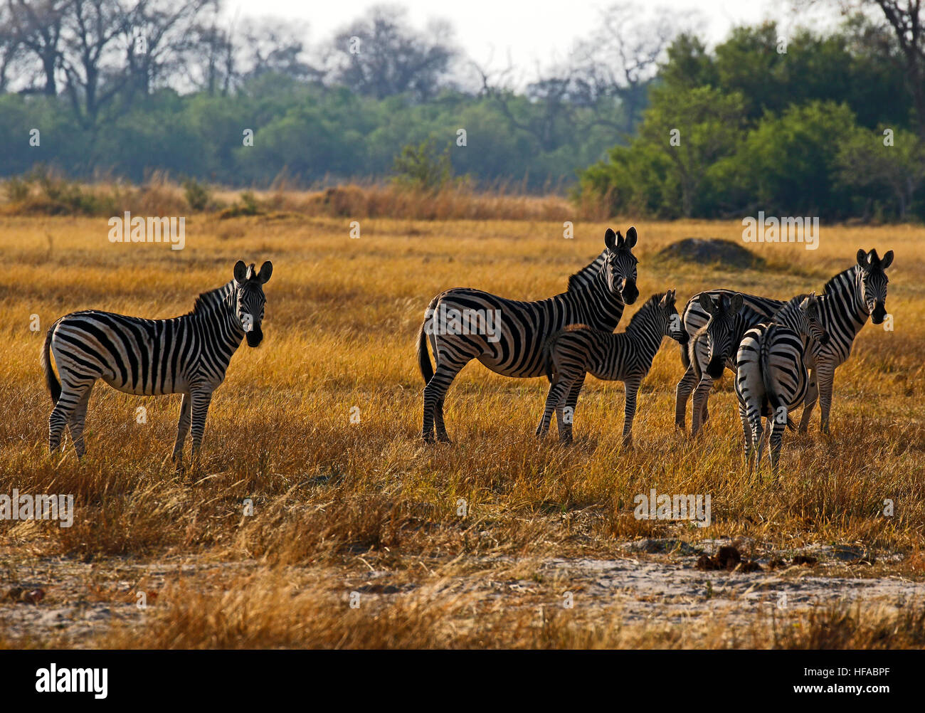 African Plains Zebra also known as the Burchell's or Common Zebra & locally known as Quagga. A near threatened species now Stock Photo