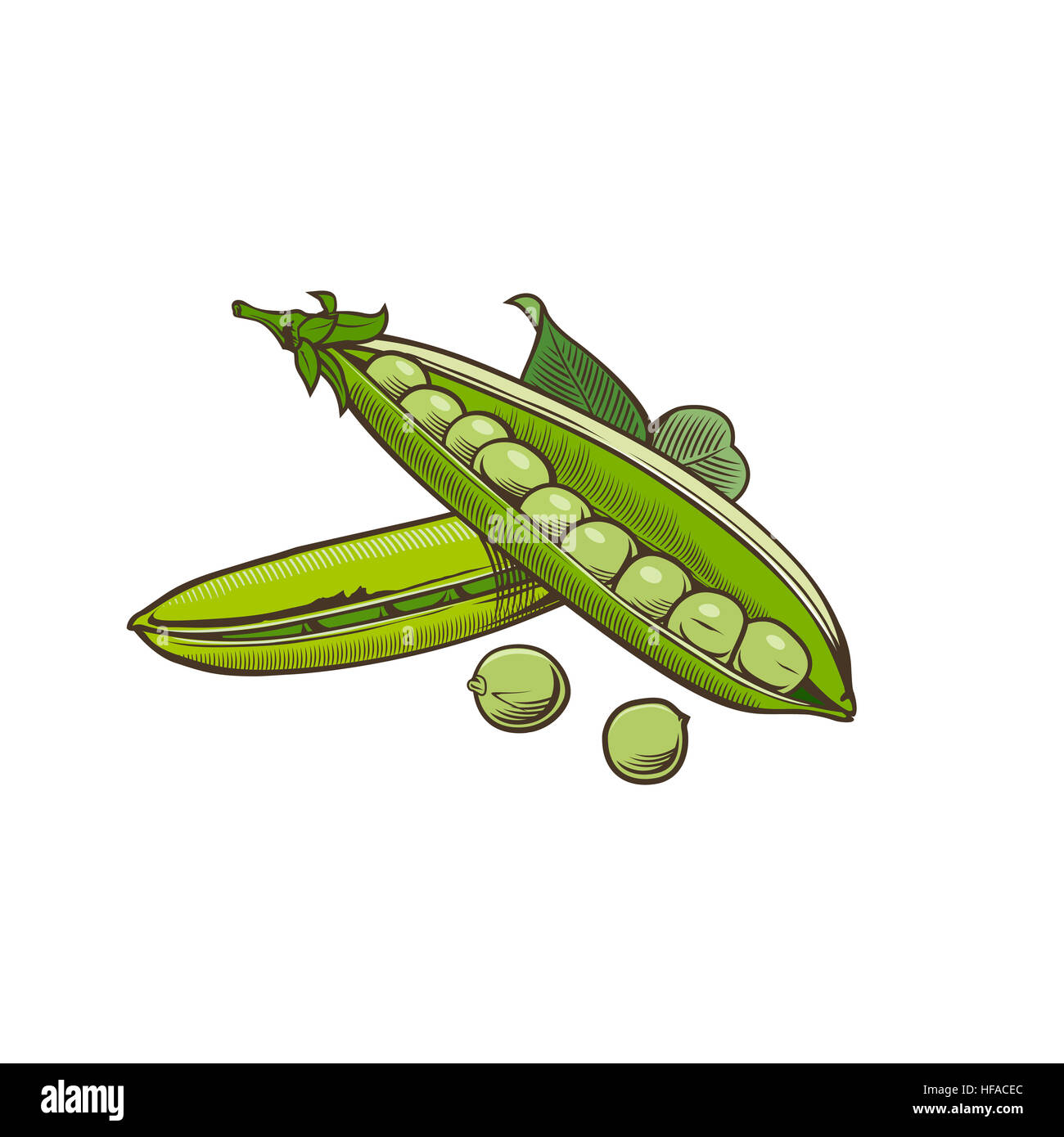 Green pea in vintage style Stock Photo Alamy