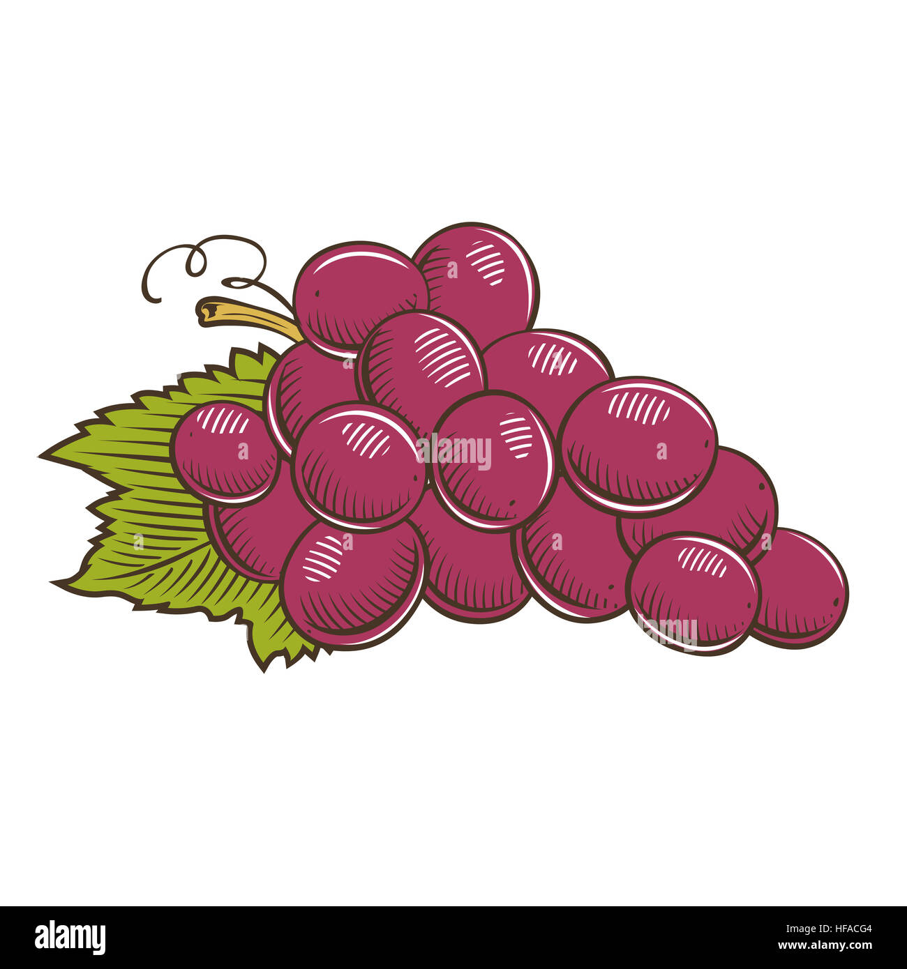 Grapes in vintage style Stock Photo Alamy