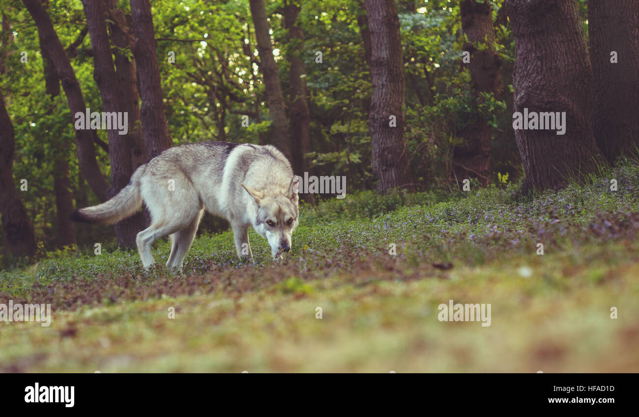 wolfdog in the forest Stock Photo