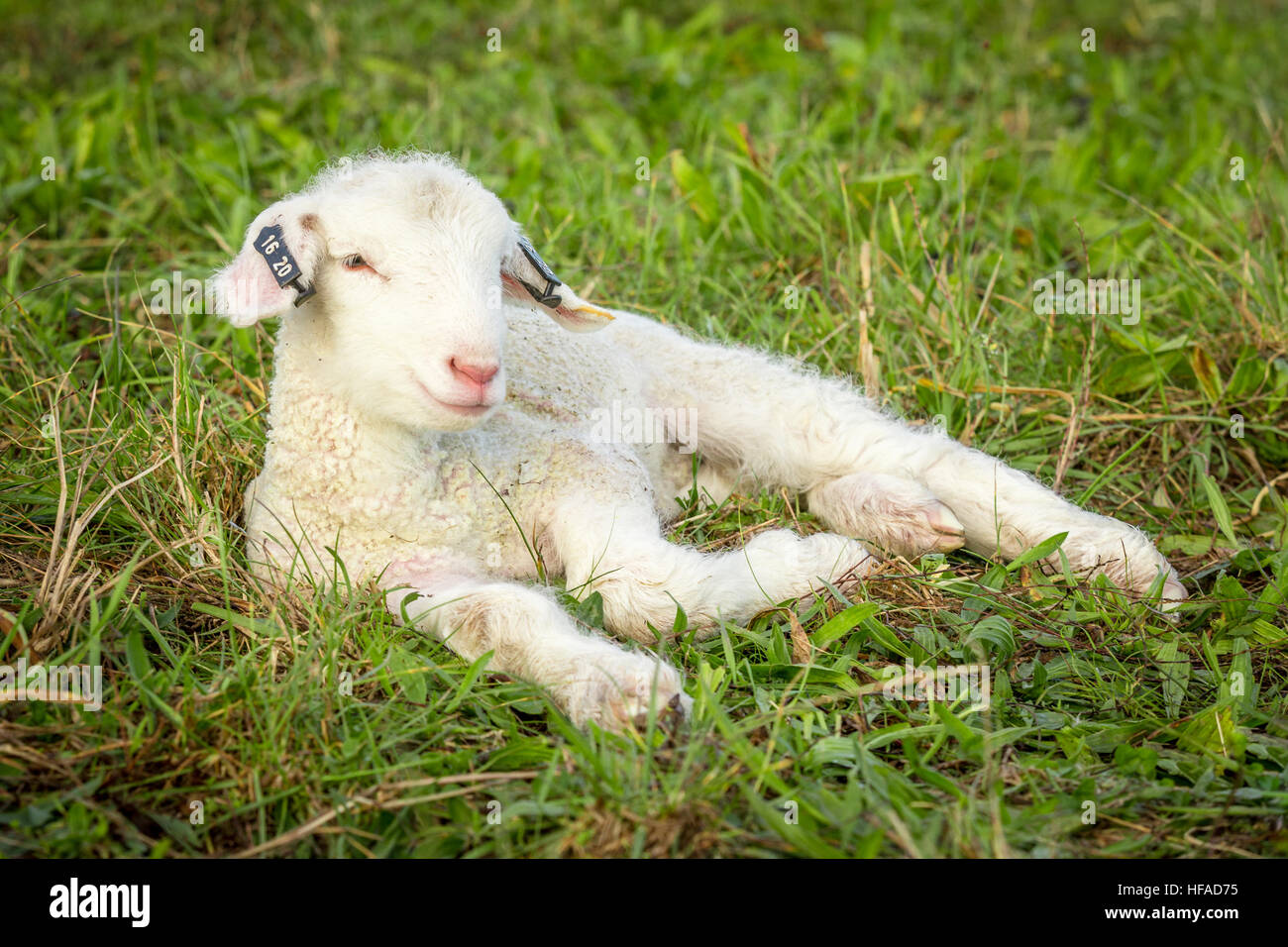 baby lamb lying in the grass Stock Photo