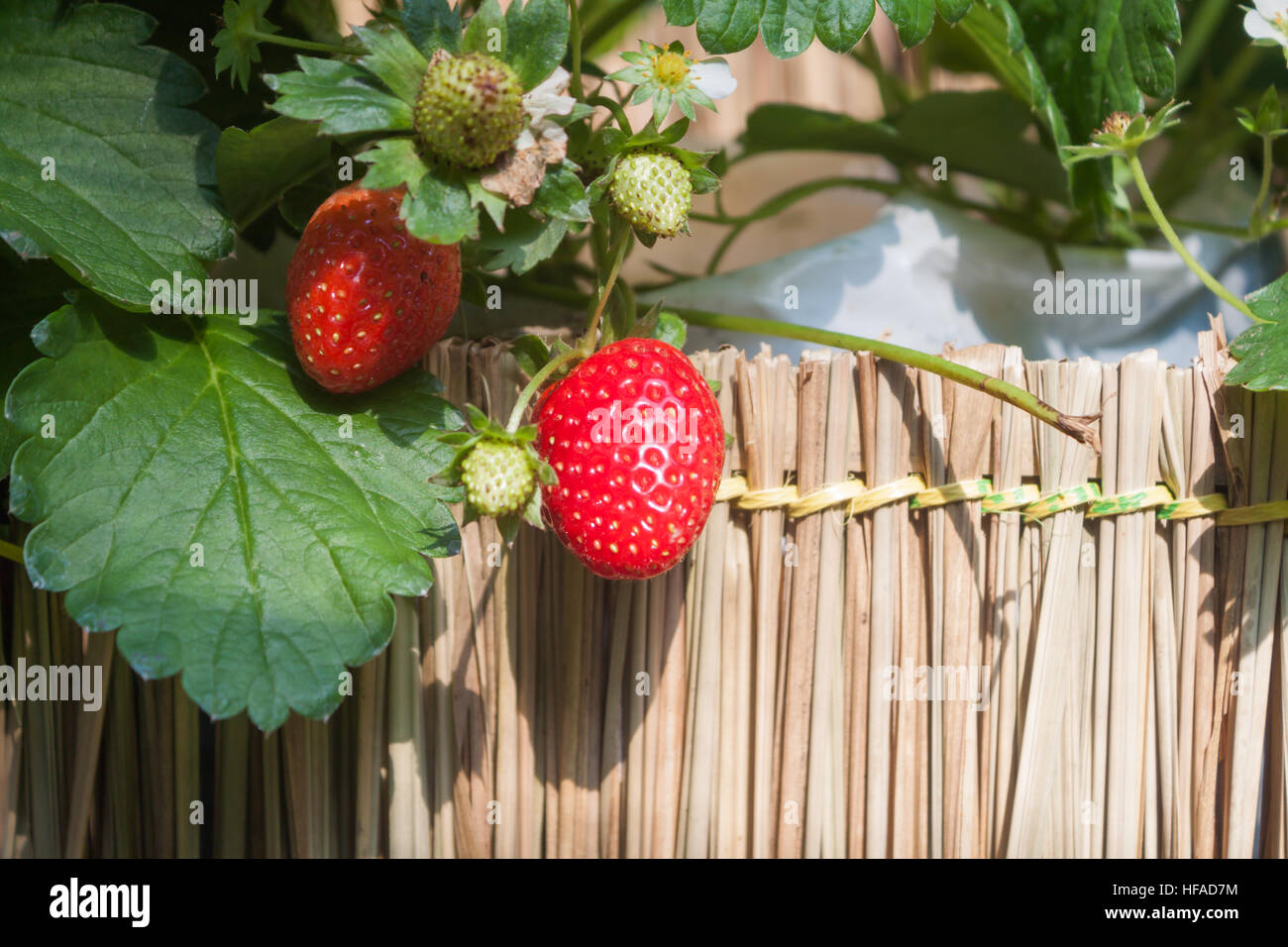 Strawberry with planting strawberry background, stock photo Stock Photo