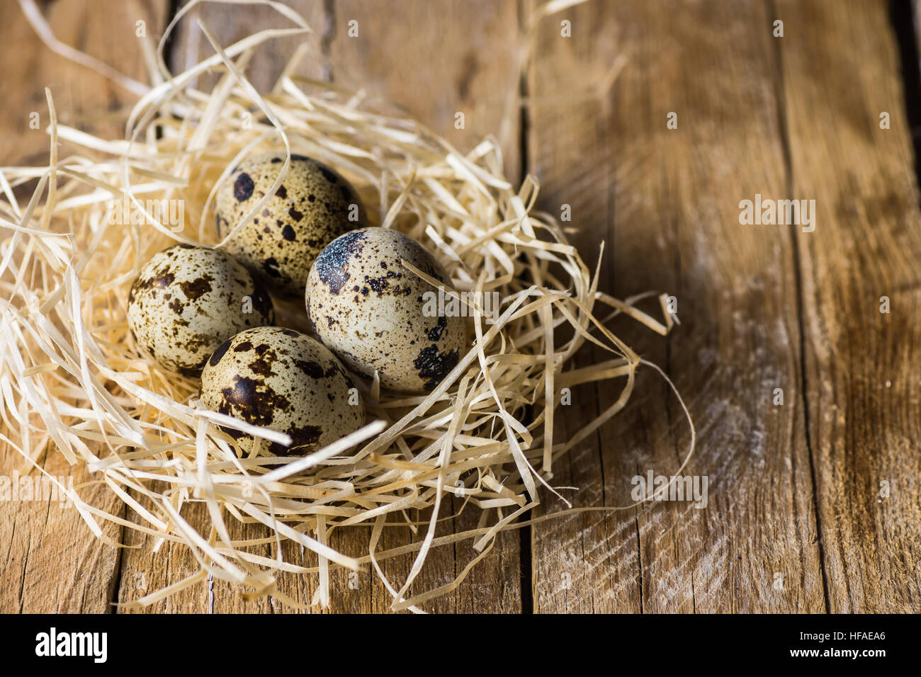 Quail eggs in a straw nest on wood background, kinfolk style, Easter, farming, country life concept Stock Photo