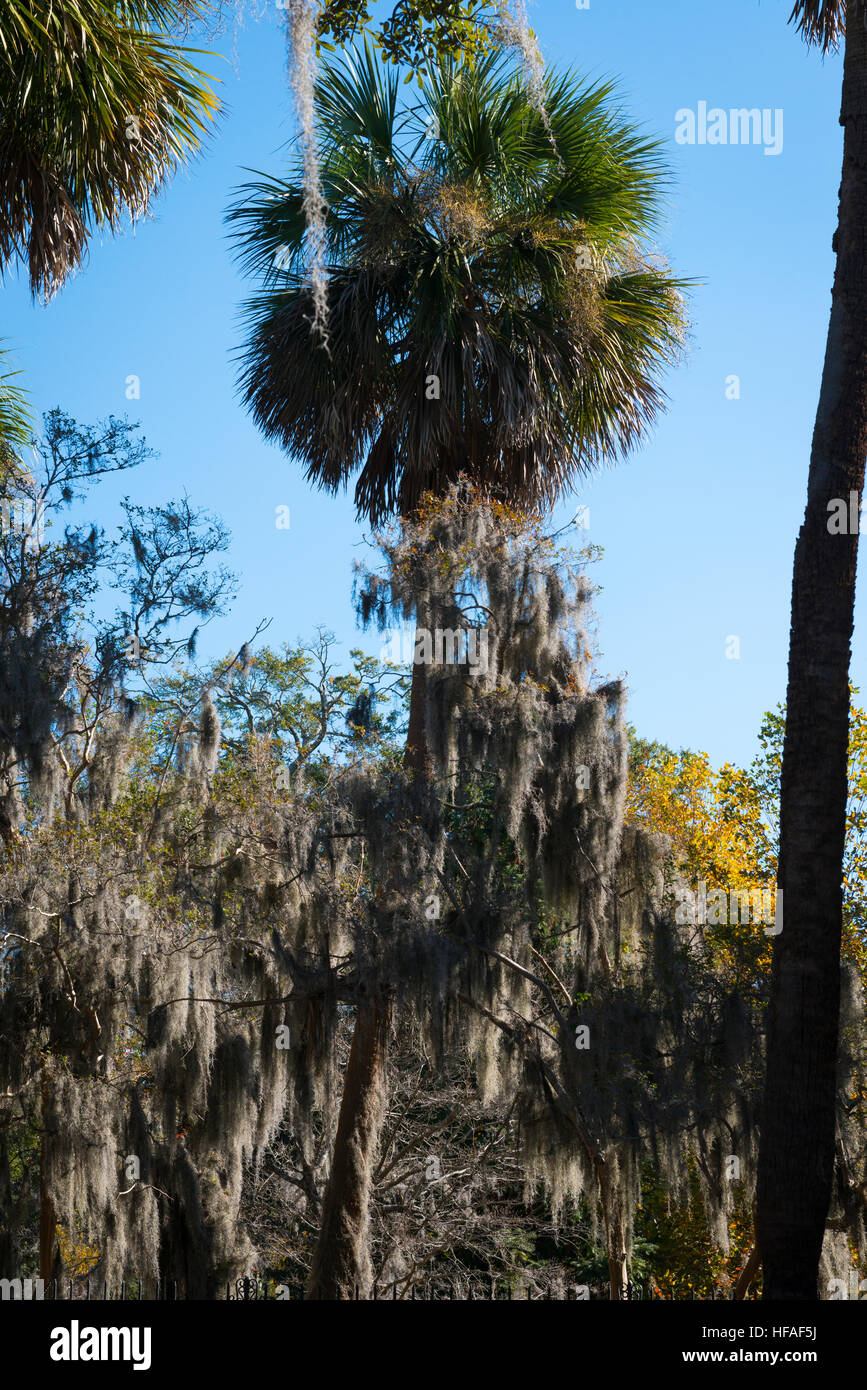 USA Savannah Forsyth Park palm tree & Spanish Moss Tillandsia Usneoides a flowering