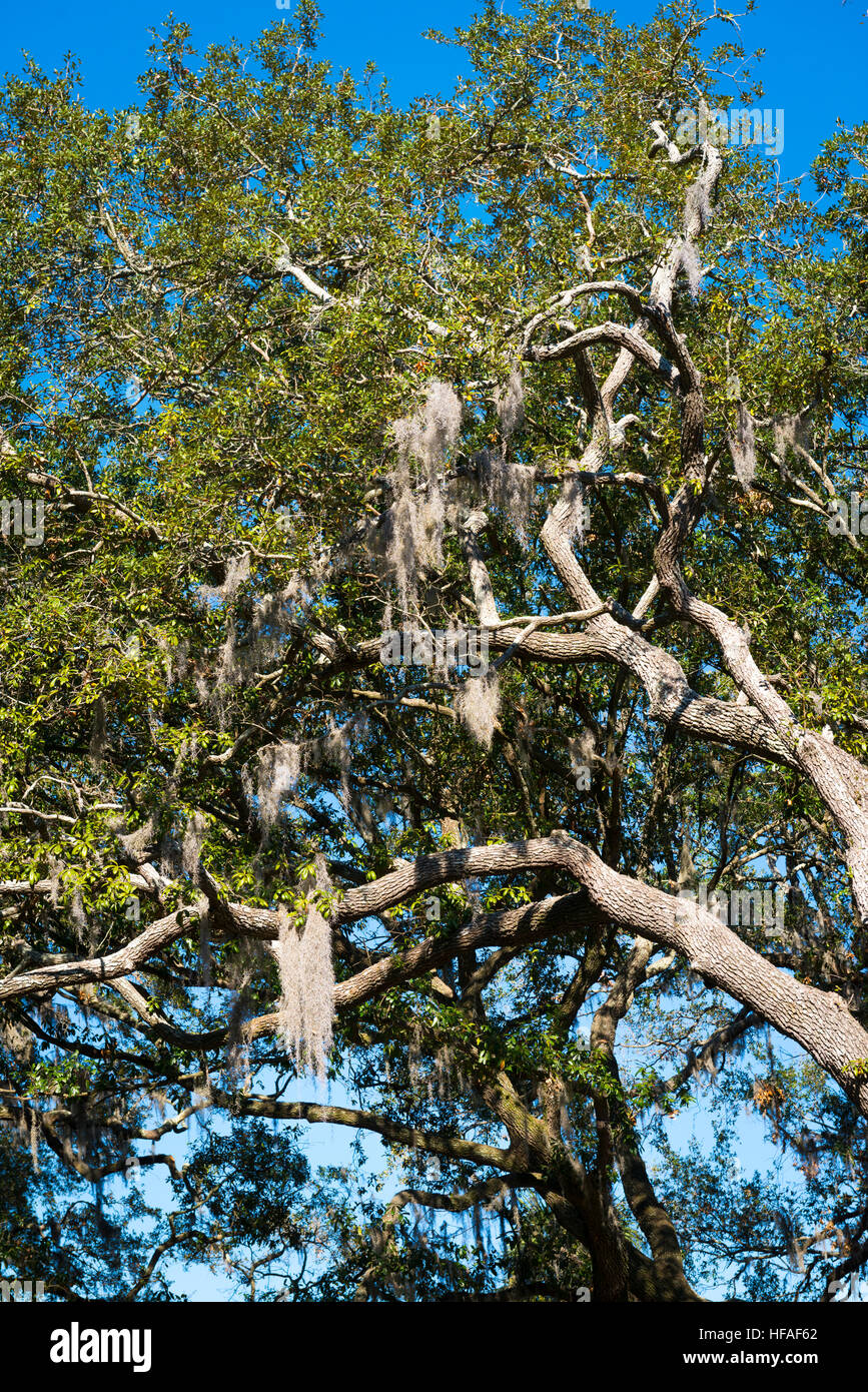 USA Savannah Forsyth Park tree & Spanish Moss Tillandsia