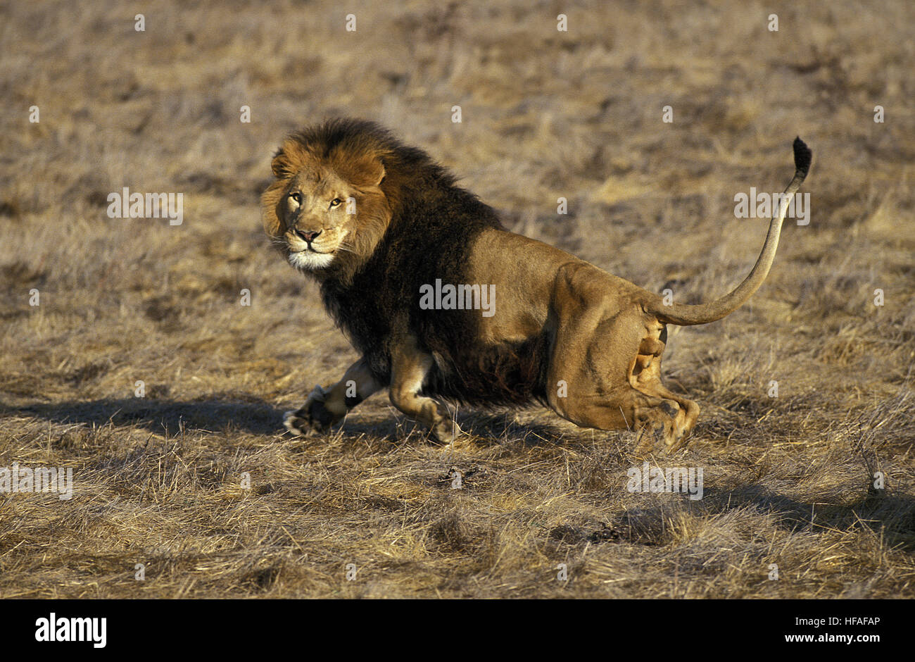 Male lion running hi-res stock photography and images - Alamy