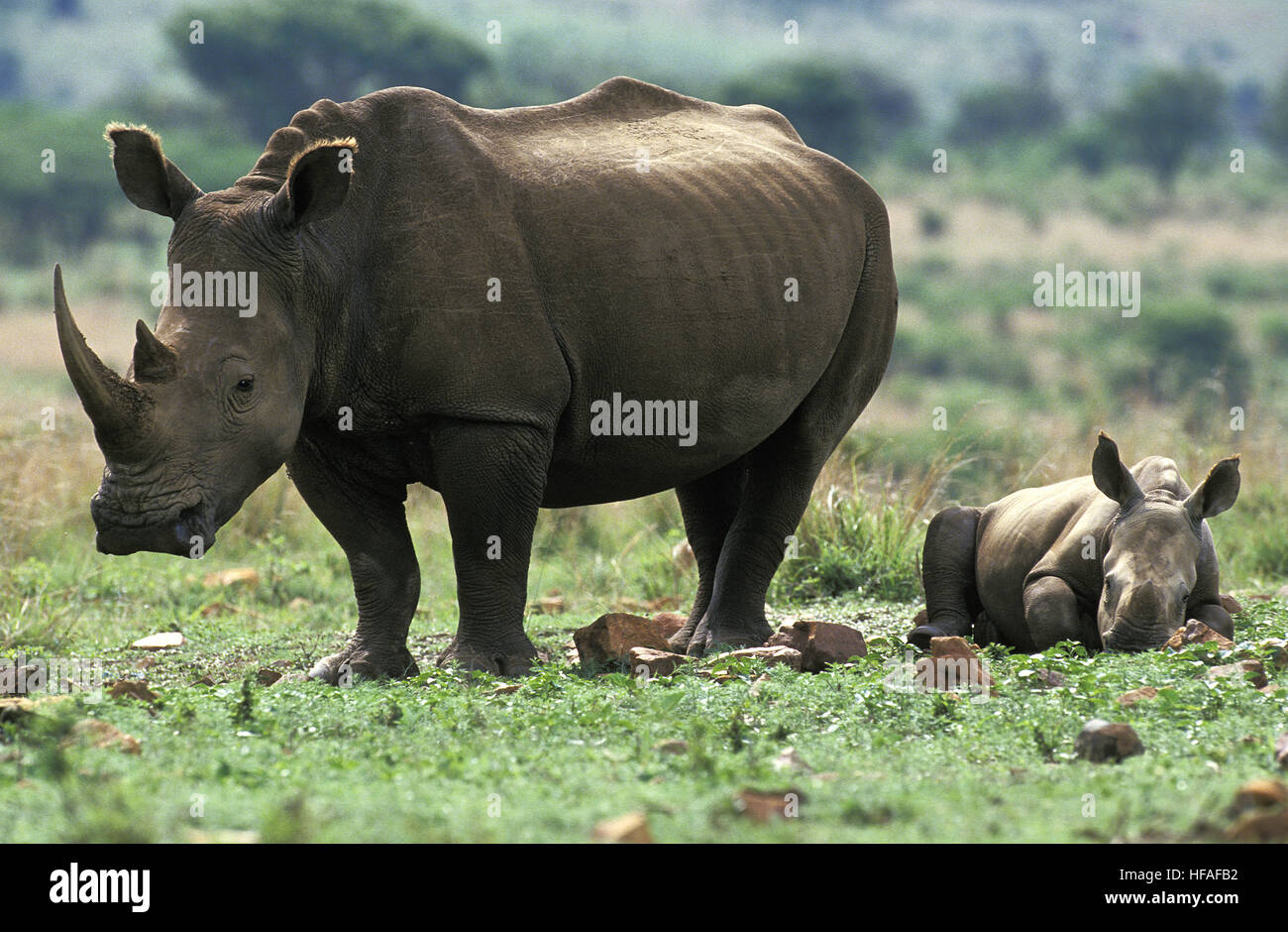 White Rhinoceros,   ceratotherium simum, Mother and Calf sleeping, South Africa Stock Photo